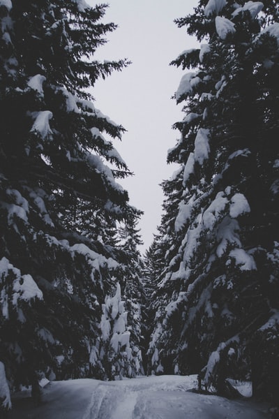 晴朗的天空下，白雪覆盖着树木